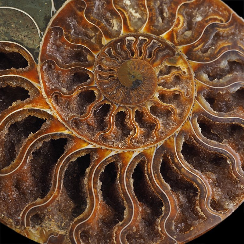 AMONIT - 176 mm - KREDA DOLNA - 110 mln lat - MADAGASKAR