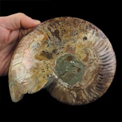 AMONIT - 176 mm - KREDA DOLNA - 110 mln lat - MADAGASKAR