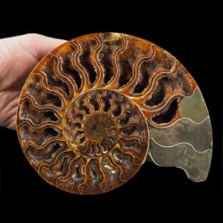 AMONIT - 176 mm - KREDA DOLNA - 110 mln lat - MADAGASKAR