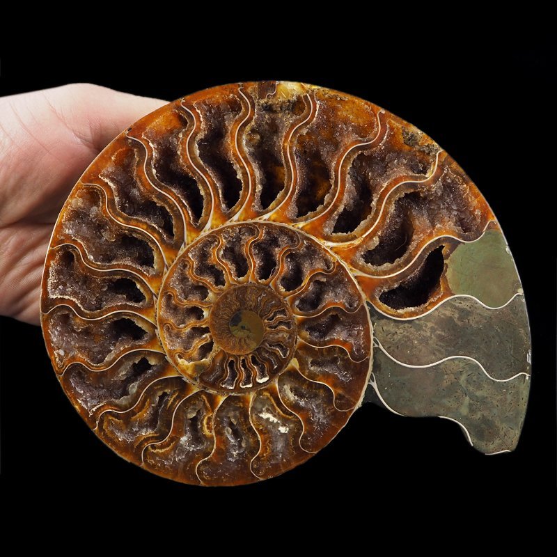 AMONIT - 176 mm - KREDA DOLNA - 110 mln lat - MADAGASKAR