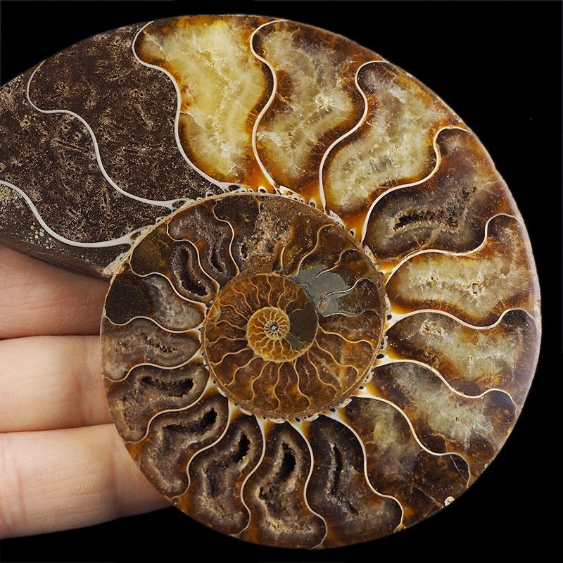 AMONIT - 112 mm - KREDA DOLNA - 110 mln lat - MADAGASKAR