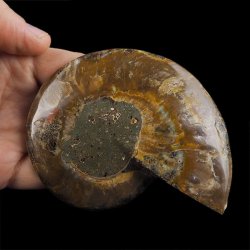 AMONIT - 112 mm - KREDA DOLNA - 110 mln lat - MADAGASKAR