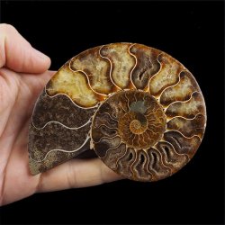 AMONIT - 112 mm - KREDA DOLNA - 110 mln lat - MADAGASKAR