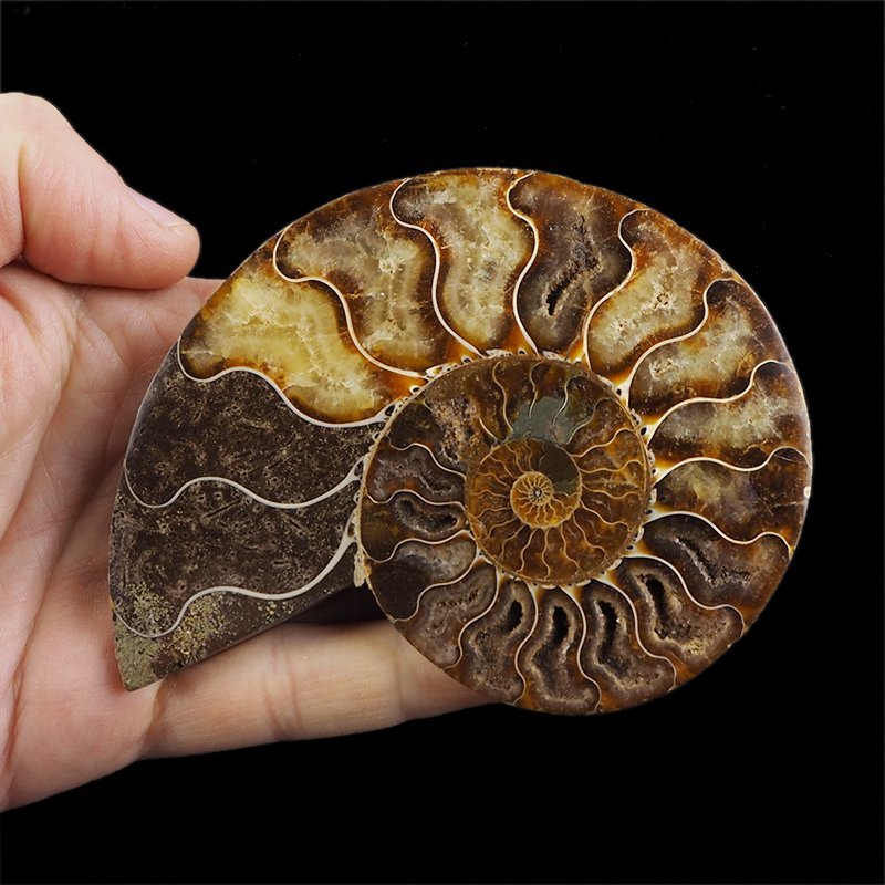 AMONIT - 112 mm - KREDA DOLNA - 110 mln lat - MADAGASKAR