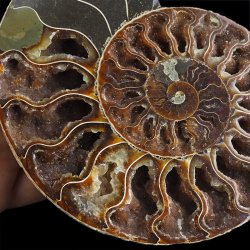 AMONIT - 172 mm - KREDA DOLNA - 110 mln lat - MADAGASKAR