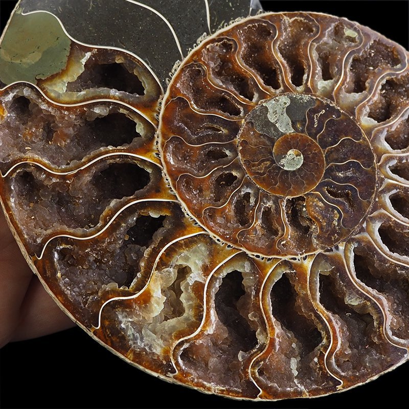 AMONIT - 172 mm - KREDA DOLNA - 110 mln lat - MADAGASKAR