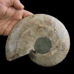 AMONIT - 172 mm - KREDA DOLNA - 110 mln lat - MADAGASKAR