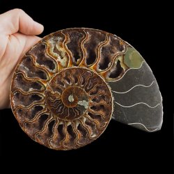 AMONIT - 172 mm - KREDA DOLNA - 110 mln lat - MADAGASKAR