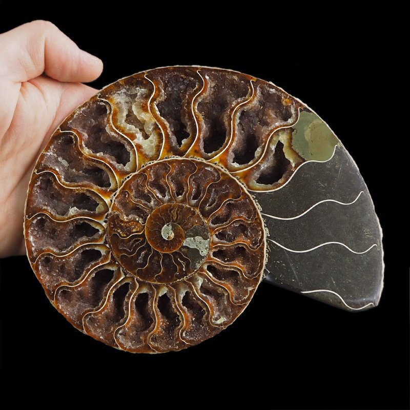 AMONIT - 172 mm - KREDA DOLNA - 110 mln lat - MADAGASKAR