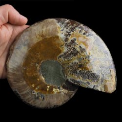 AMONIT - 170 mm - KREDA DOLNA - 110 mln lat - MADAGASKAR