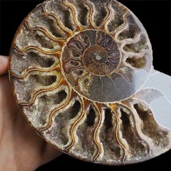 AMONIT - 170 mm - KREDA DOLNA - 110 mln lat - MADAGASKAR