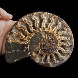 AMONIT - 170 mm - KREDA DOLNA - 110 mln lat - MADAGASKAR