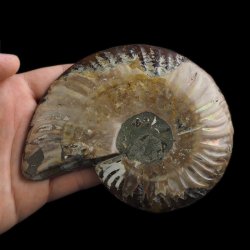 AMONIT - 129 mm - KREDA DOLNA - 110 mln lat - MADAGASKAR