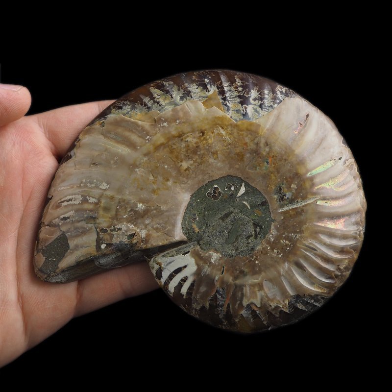 AMONIT - 129 mm - KREDA DOLNA - 110 mln lat - MADAGASKAR