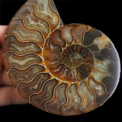 AMONIT - 129 mm - KREDA DOLNA - 110 mln lat - MADAGASKAR