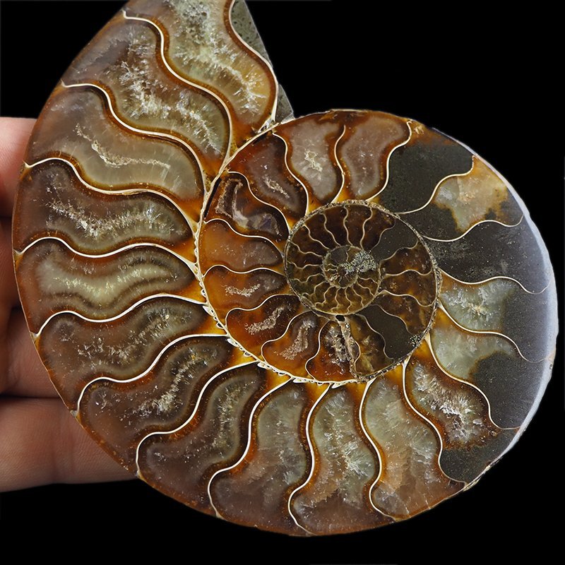 AMONIT - 129 mm - KREDA DOLNA - 110 mln lat - MADAGASKAR