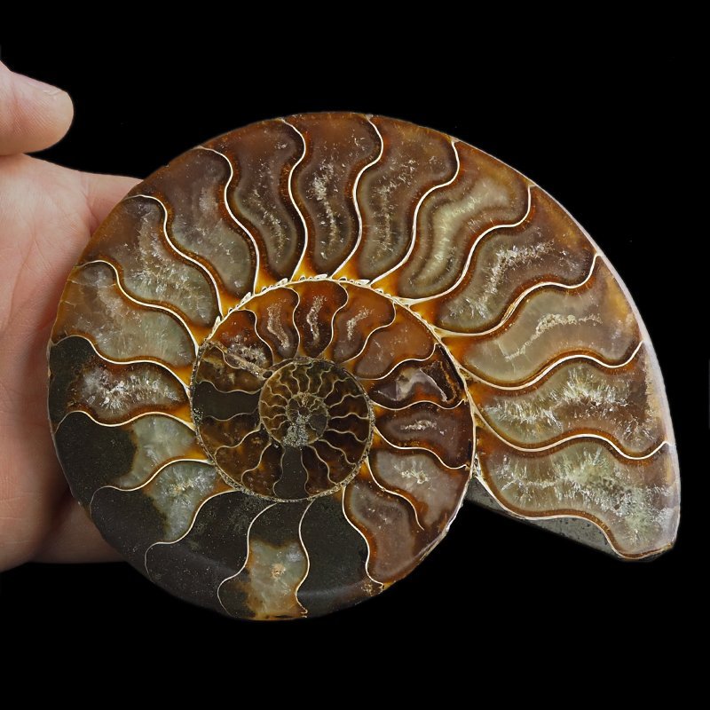 AMONIT - 129 mm - KREDA DOLNA - 110 mln lat - MADAGASKAR