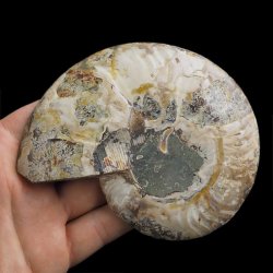 AMONIT - 121 mm - KREDA DOLNA - 110 mln lat - MADAGASKAR