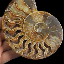 AMONIT - 121 mm - KREDA DOLNA - 110 mln lat - MADAGASKAR