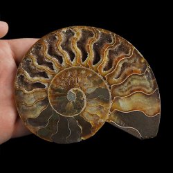 AMONIT - 121 mm - KREDA DOLNA - 110 mln lat - MADAGASKAR