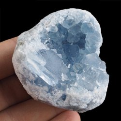 CELESTYN - GEODA - 54 mm - MADAGASKAR