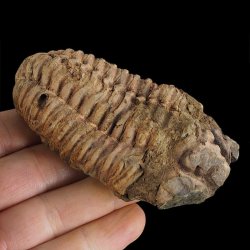 TRYLOBIT Flexicalymene ouzregui - ORDOWIK - 445 mln lat - MAROKO