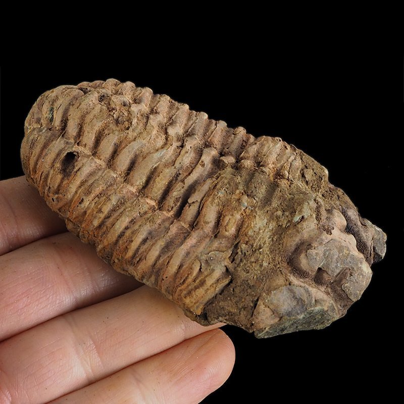 TRYLOBIT Flexicalymene ouzregui - ORDOWIK - 445 mln lat - MAROKO