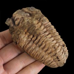 TRYLOBIT Flexicalymene ouzregui - ORDOWIK - 445 mln lat - MAROKO