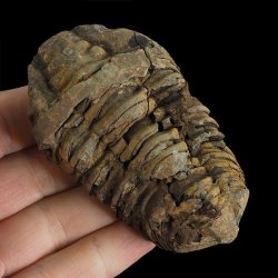 TRYLOBIT Flexicalymene ouzregui - ORDOWIK - 445 mln lat - MAROKO