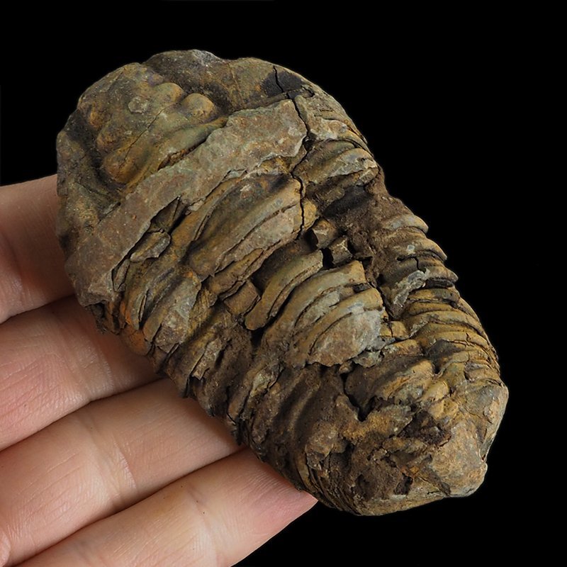 TRYLOBIT Flexicalymene ouzregui - ORDOWIK - 445 mln lat - MAROKO