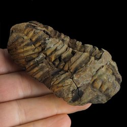 TRYLOBIT Flexicalymene ouzregui - ORDOWIK - 445 mln lat - MAROKO