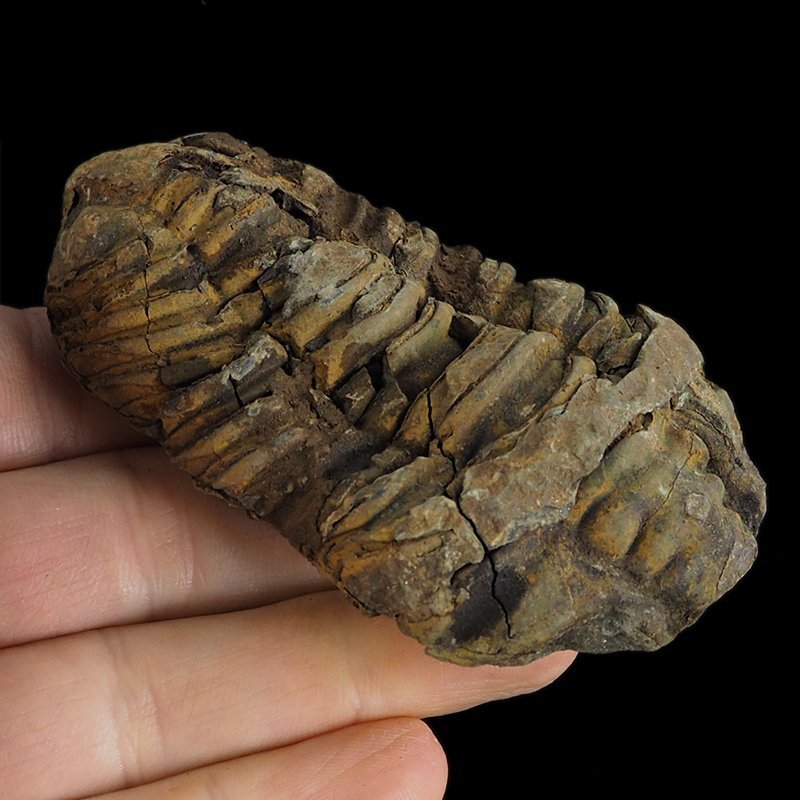 TRYLOBIT Flexicalymene ouzregui - ORDOWIK - 445 mln lat - MAROKO