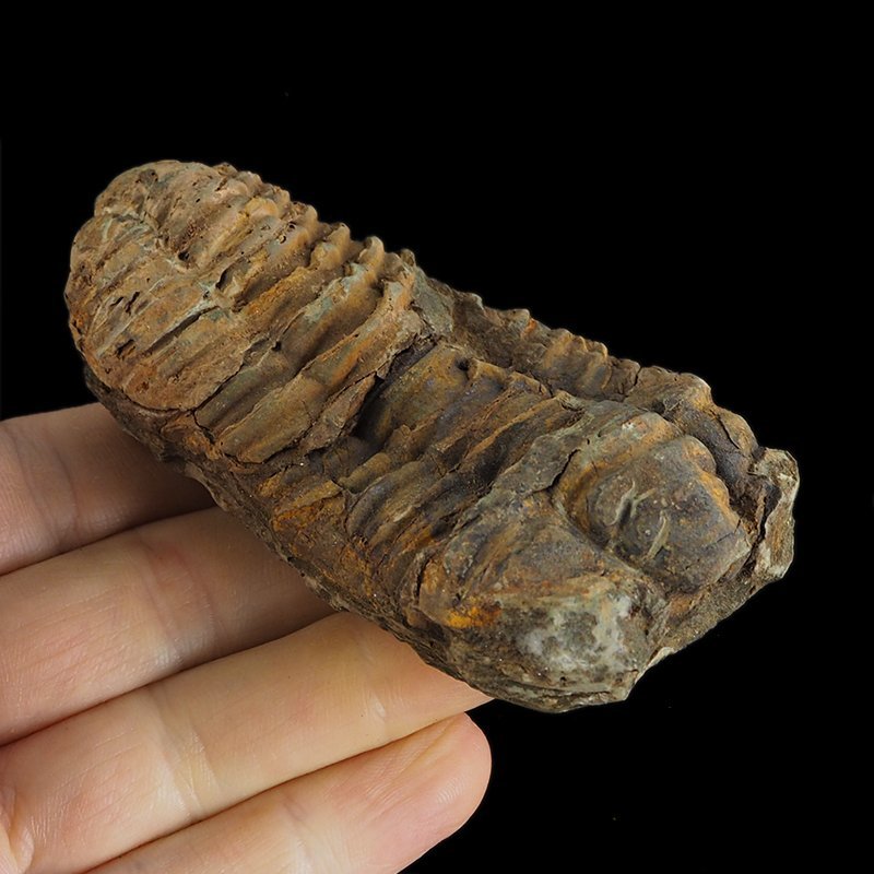 TRYLOBIT Flexicalymene ouzregui - ORDOWIK - 445 mln lat - MAROKO