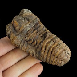 TRYLOBIT Flexicalymene ouzregui - ORDOWIK - 445 mln lat - MAROKO