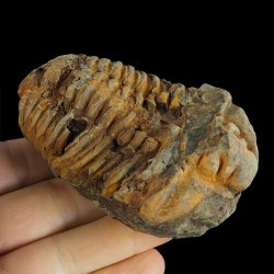 TRYLOBIT Flexicalymene ouzregui - ORDOWIK - 445 mln lat - MAROKO