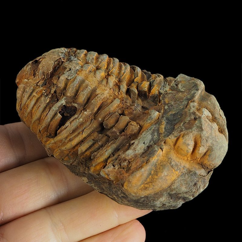 TRYLOBIT Flexicalymene ouzregui - ORDOWIK - 445 mln lat - MAROKO