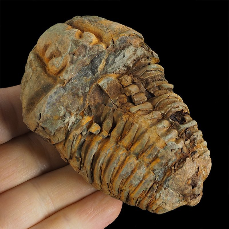 TRYLOBIT Flexicalymene ouzregui - ORDOWIK - 445 mln lat - MAROKO