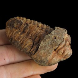 TRYLOBIT Flexicalymene ouzregui - ORDOWIK - 445 mln lat - MAROKO