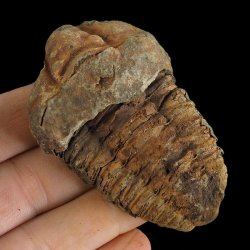 TRYLOBIT Flexicalymene ouzregui - ORDOWIK - 445 mln lat - MAROKO