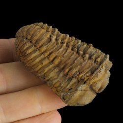 TRYLOBIT Flexicalymene ouzregui - ORDOWIK - 445 mln lat - MAROKO