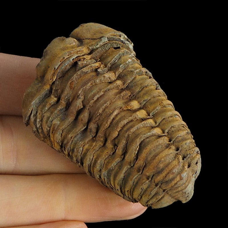 TRYLOBIT Flexicalymene ouzregui - ORDOWIK - 445 mln lat - MAROKO