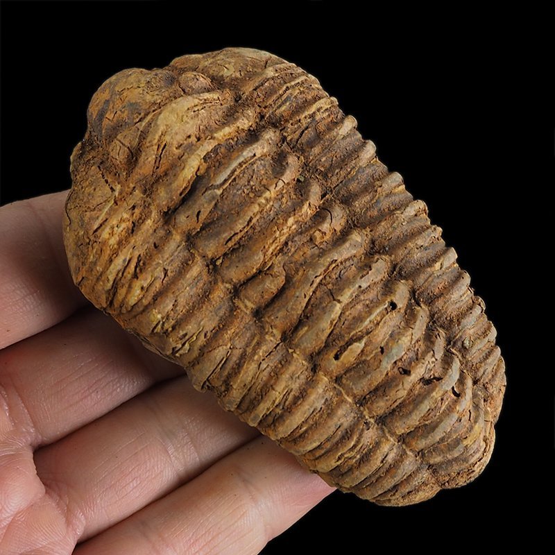 TRYLOBIT Flexicalymene ouzregui - ORDOWIK - 445 mln lat - MAROKO