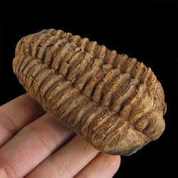 TRYLOBIT Flexicalymene ouzregui - ORDOWIK - 445 mln lat - MAROKO