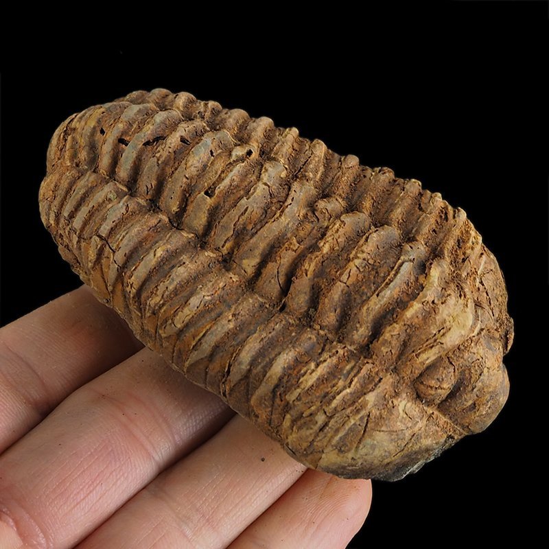 TRYLOBIT Flexicalymene ouzregui - ORDOWIK - 445 mln lat - MAROKO