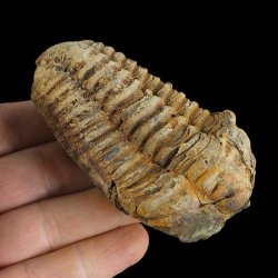 TRYLOBIT Flexicalymene ouzregui - ORDOWIK - 445 mln lat - MAROKO