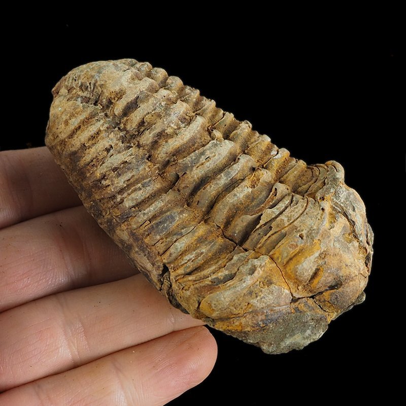 TRYLOBIT Flexicalymene ouzregui - ORDOWIK - 445 mln lat - MAROKO