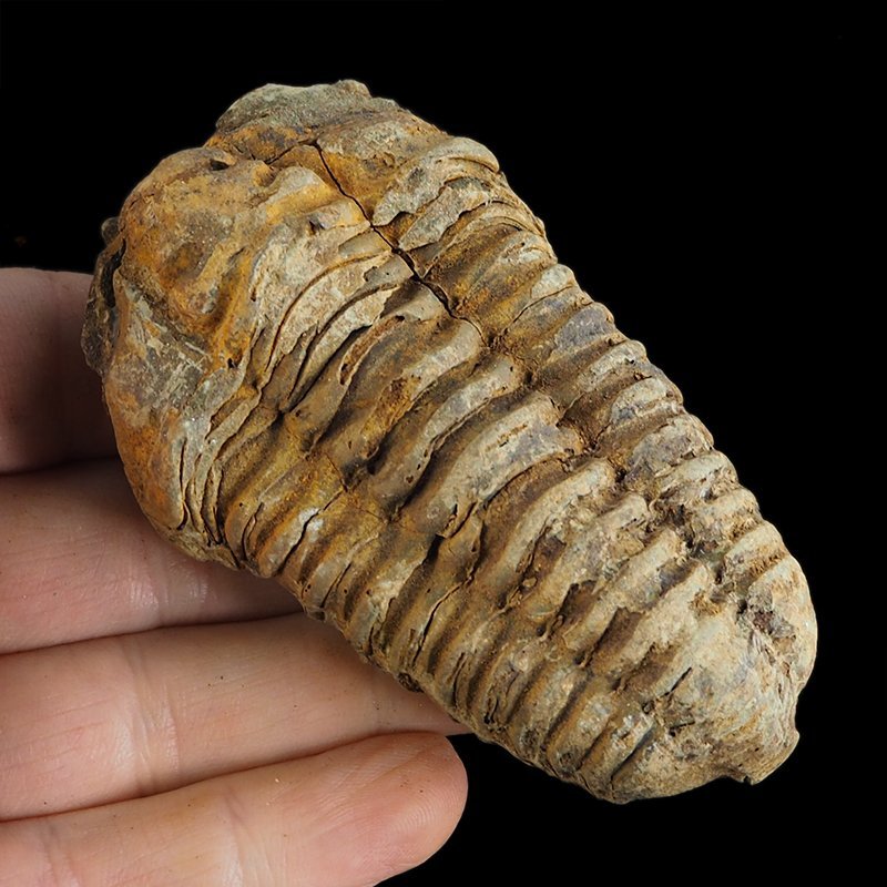 TRYLOBIT Flexicalymene ouzregui - ORDOWIK - 445 mln lat - MAROKO