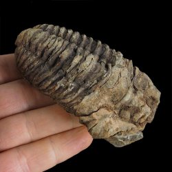 TRYLOBIT Flexicalymene ouzregui - ORDOWIK - 445 mln lat - MAROKO