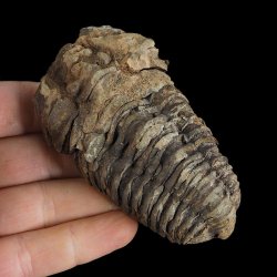 TRYLOBIT Flexicalymene ouzregui - ORDOWIK - 445 mln lat - MAROKO