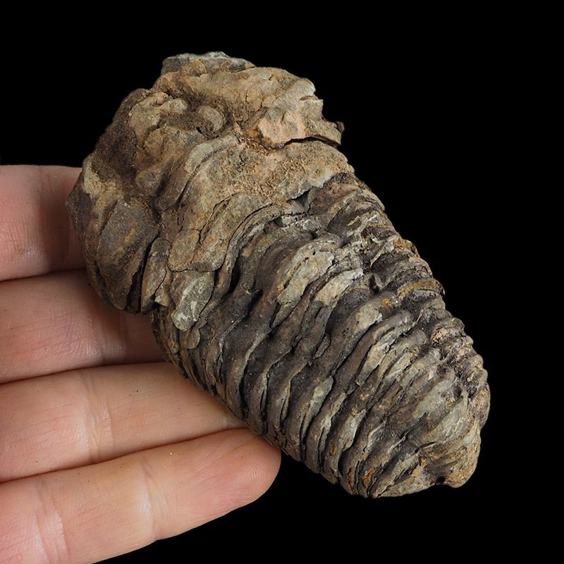 TRYLOBIT Flexicalymene ouzregui - ORDOWIK - 445 mln lat - MAROKO